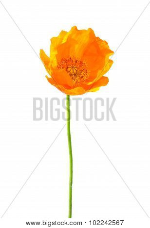 Iceland Poppy (papaver Nudicaule)