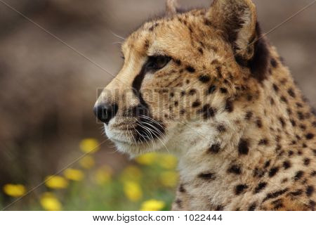 Chita