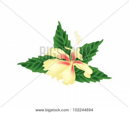 Yellow Hibiscus Flower Or Yellow Rose Mallow Flower