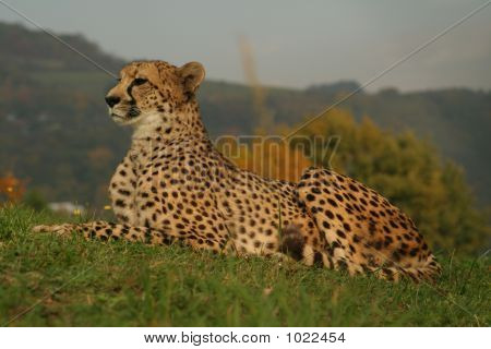 Chita