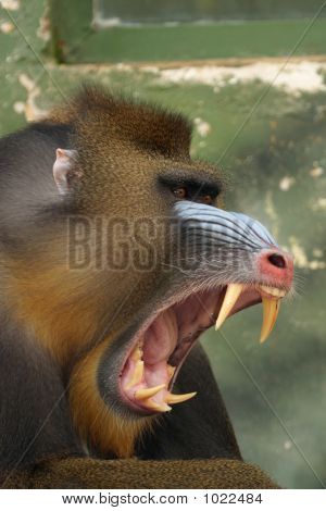 Mandril, macaco