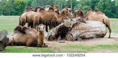 Herds of camels on zoo.