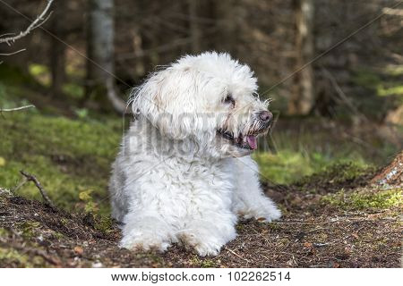 Small White Dog Panting As It Takes A Rest On A Forest Walk