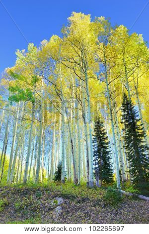 Tall Yellow And Green Aspen During Foliage Season