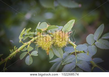 Rose gall