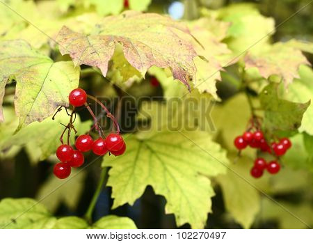 viburnum berries on the autumn leafs background