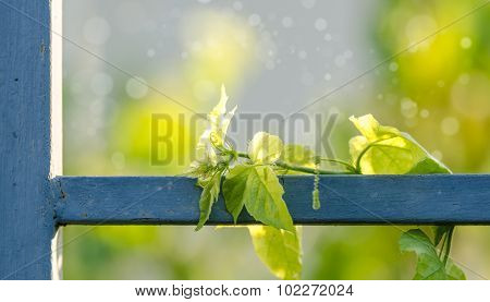 Green Leaf On The L Fence