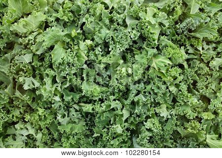 Shredded Kale Leaves Background