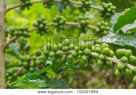 Green Coffee Beans-thailand