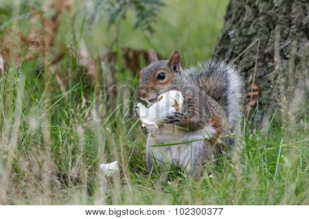 Grey Squirrel