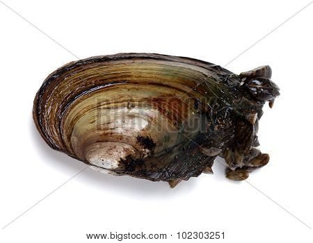 River Mussel (anodonta) With Small Mussels