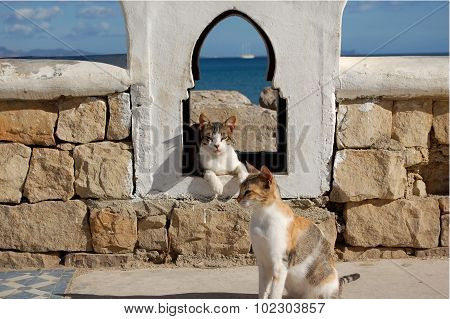 Two cats relaxing
