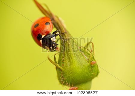 Ladybug attack aphids