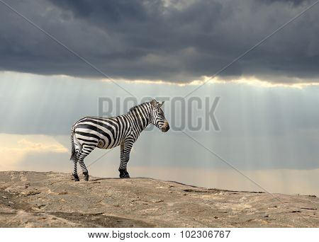 Zebra