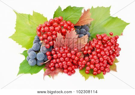 Red guelder-rose berries with grapes on a white background