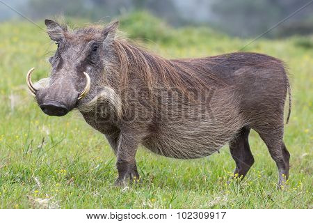 Warthog Portrait