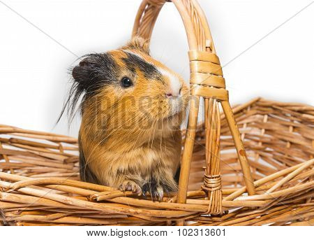 Guinea Pig
