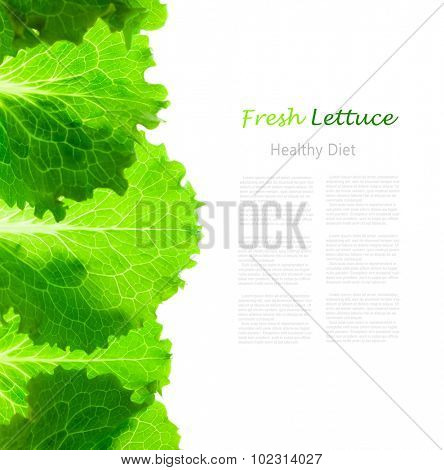 Fresh Lettuce Border /  leaves isolated on white background / close-up