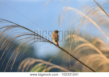Stonechat Female In Nature