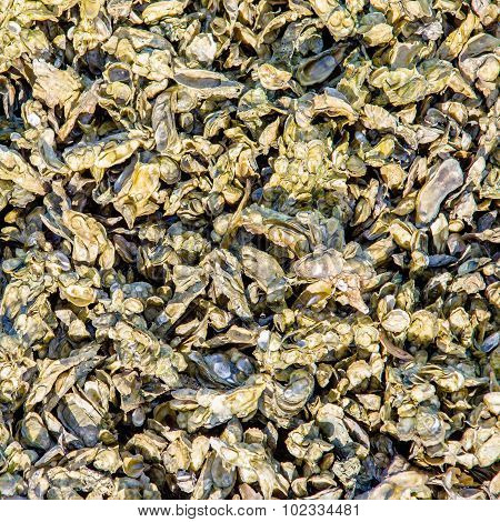 Colony Of Seashell Mussels On A Hunting Island  Beach