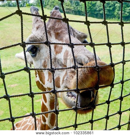 Giraffe pushing nose against rope fence