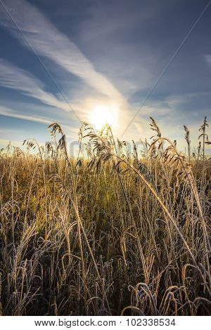 Grass covered with frost in the rays of the sunrise