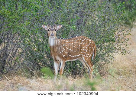 Axis Buck