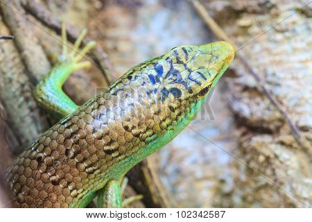 Olive Tree Skink