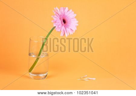 The Sweet Pink  Gerbera Flower With Some Petal Falling Down To The Orange Floor, Romantic Moment