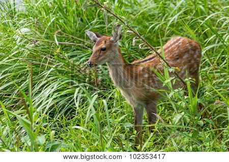 Sika Deer in grassland