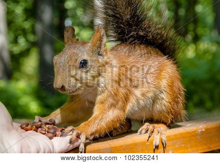 Eurasian Red Squirrel
