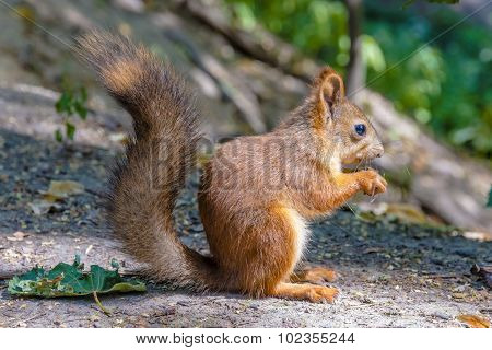 Eurasian Red Squirrel