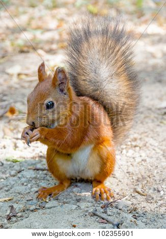Eurasian Red Squirrel
