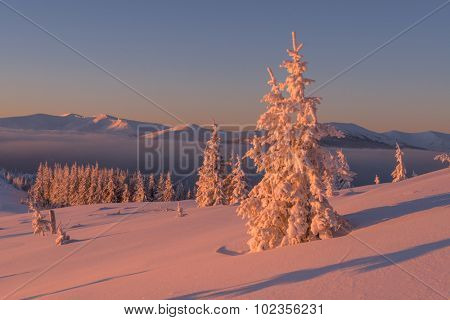 Fantastic orange evening landscape glowing by sunlight. Dramatic wintry scene with snowy trees. Kukul ridge, Carpathians, Ukraine, Europe. Merry Christmas!