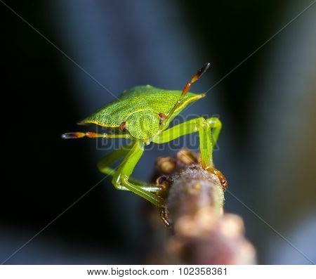 Heteroptera