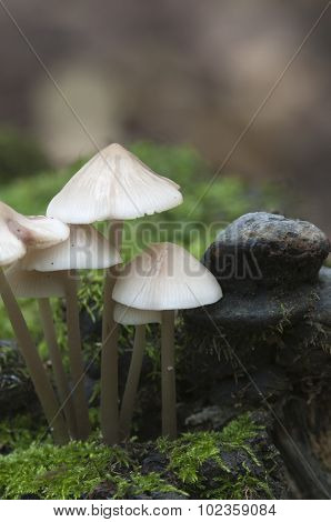 Mycena Galericulata Mushrooms