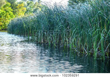 Landscape Image Of A Small River Reedy And Old Trees