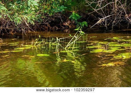 Landscape Image Of A Small River Reedy And Old Trees