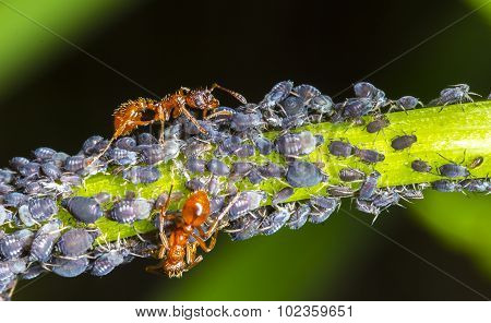 Ants And Aphids