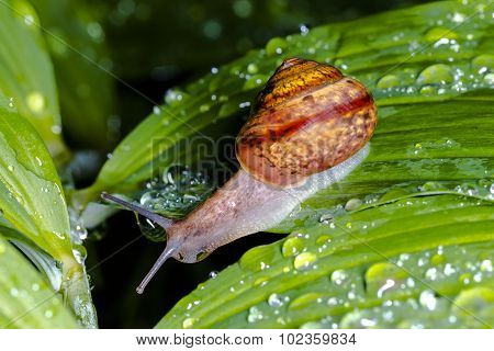 Snail On A Wet Leaf