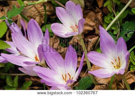 Blooming Colchicum Autumnale, Autumn Crocus, In Fallen Leaves, Selective Focus