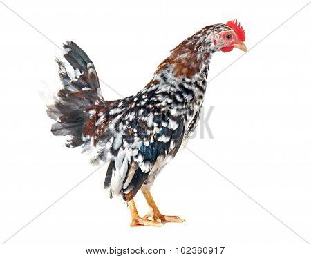Serama Chicken