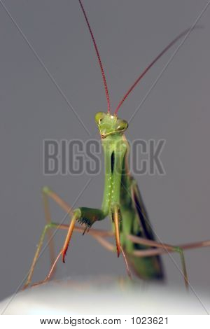 Mantis mignon
