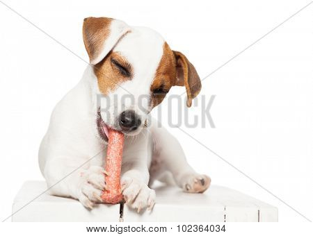 Puppy with bone. dog chewing on a bone