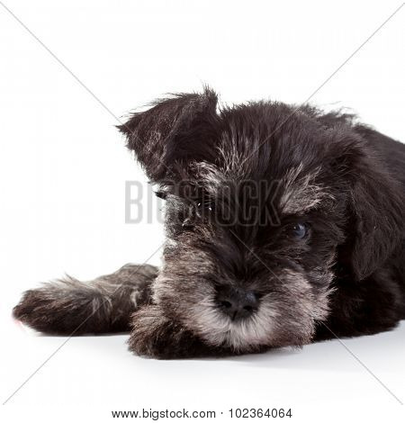 Miniature Schnauzer Puppy over White Background