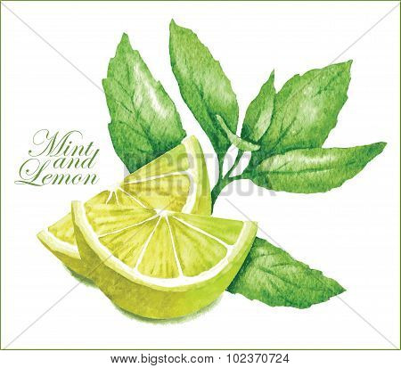 Lemon and mint sketches.