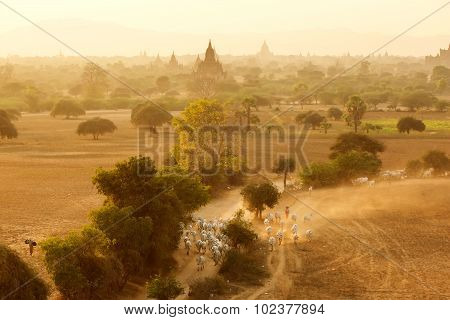 Burmese Herder Leads Cattle Herd