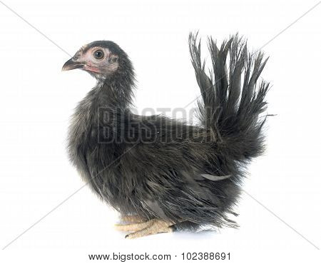 Serama Chicken