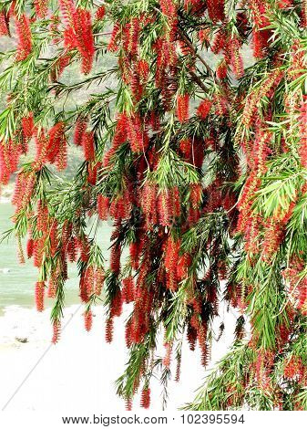 Bottle Brush Flowers