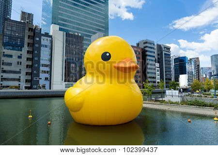 Osaka Japan - September 19: Big 'Yellow plastic Duck' sculpture by artist Florentijn Hofman swims Harbour of Nakanoshima park on September 19 2015. Attract local people.